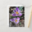 Suche nach krokus postkarten Schön