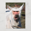 Recherche de humour de chèvre cartes postales Mignon