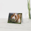 Suche nach meerschweinchen karten Cavy