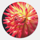 Recherche de dahlia rouge autocollants Fleur