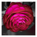 Recherche de camellia posters Camellie