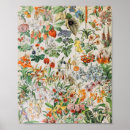 Recherche de biologie vintage posters Botanique