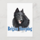 Recherche de belges cartes postales Berger belge