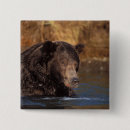 Recherche de ours brun badges Portrait