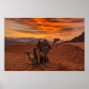 Suche nach bactrian poster Desert