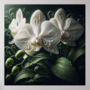 Suche nach weiße orchideen poster Natur