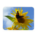 Suche nach sonnenblumen geschenke Gelbe blume