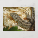 Suche nach lustiges reptil postkarten Eidechse