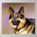 Recherche de schäferhund posters Alsacien