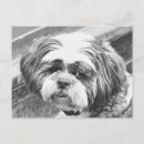Suche nach shih tzu postkarten Tiere