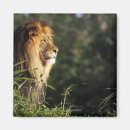 Suche nach zoo magnete Tag