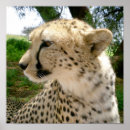 Suche nach baby gepard poster Afrika