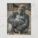 Recherche de visage de singe cartes postales Zoo