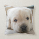 Recherche de chiot labrador coussins Mignon