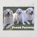 Suche nach goldener retriever postkarten Welpe