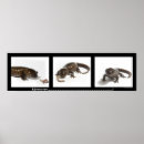 Suche nach salamander poster Amphibien