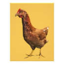 Recherche de poule rouge posters Poules