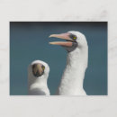 Recherche de galapagos cartes postales Nature