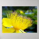 Suche nach wilde rose poster Pflanze
