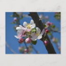 Suche nach obstbäume karten Botanisch