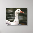 Suche nach gänse leinwandbilder Tierwelt