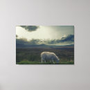 Suche nach irland schaf poster Landschaft