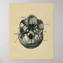Suche nach menschlicher schädel poster Anatomie