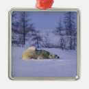 Suche nach verhalten ornamente Tier
