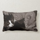 Suche nach yin yang katze Kätzchen
