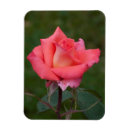 Suche nach lachs magnete Rosa