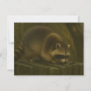 Recherche de laveur cartes postales Animal forestier