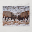 Suche nach zusammenfassung postkarten Nationalpark felsengebirge