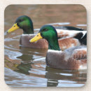 Suche nach stockente untersetzer Enten