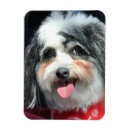 Recherche de écharpe magnets Amoureux de les chiens