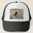 Recherche de phoebe accessoires Oiseau