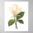 Recherche de magnolia posters Flora