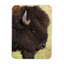 Suche nach bison magnete Tiere