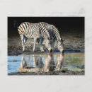 Suche nach okavango postkarten Afrika