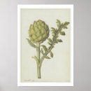 Suche nach artischocke poster Botanisch