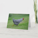 Recherche de poulailler vœux cartes Poulet