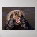 Suche nach seeotter poster Meerestiere