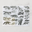 Suche nach polecat poster Fleischfresser