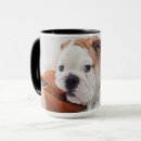 Suche nach englische bulldoggen tassen Welpe