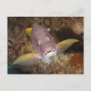 Recherche de bizarre pour cartes postales Rose