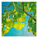 Suche nach ginkgo baum poster Gingko