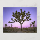 Suche nach joshua tree postkarten Sonnenaufgang