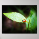 Suche nach lady in red poster Damenkäfer