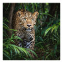 Suche nach jaguar foto poster Tierwelt