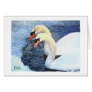 Suche nach zwei schwäne postkarten Vögel