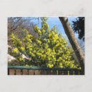 Recherche de mimosa cartes postales Arbre